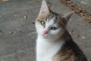Disappearance alert Cat Female , 1 years Prez Switzerland