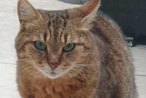 Discovery alert Cat  Female Taissy France