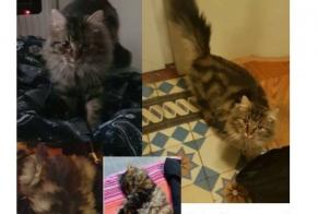 Disappearance alert Cat miscegenation Male , 4 years Etterbeek Belgium