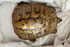 Discovery alert Tortoise Male Boudry Switzerland