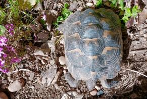 Discovery alert Tortoise Male Villeneuve-lès-Maguelone France