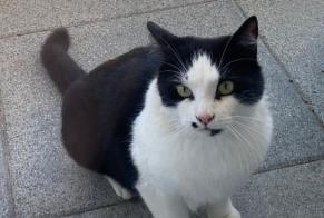 Disappearance alert Cat Male , 5 years Morges Switzerland