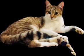 Disappearance alert Cat miscegenation Female , 4 years Vitry-sur-Seine France