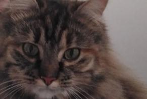 Disappearance alert Cat  Female , 1 years Aubinges France