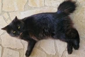 Disappearance alert Cat  Female , 2 years Brion France