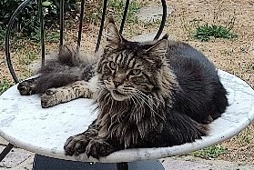 Disappearance alert Cat  Male , 9 years Louviers France
