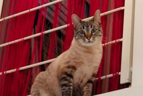 Disappearance alert Cat  Male , 1 years Villars-Sainte-Croix Switzerland