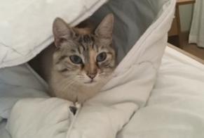 Disappearance alert Cat miscegenation Female , 14 years Dardilly France