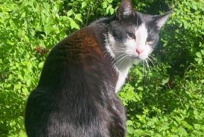 Disappearance alert Cat Male , 3 years Lausanne Switzerland