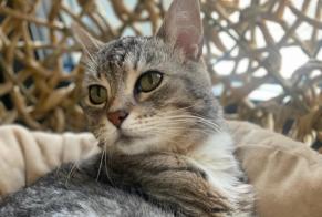 Disappearance alert Cat  Female , 0 years Luxembourg Luxembourg