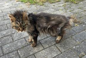 Discovery alert Cat Unknown Saint-Léonard Switzerland