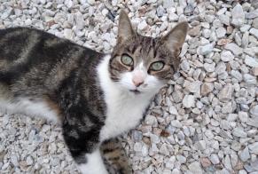 Disappearance alert Cat miscegenation Male , 7 years Gruissan France
