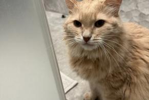 Disappearance alert Cat Female , 7 years València Spain