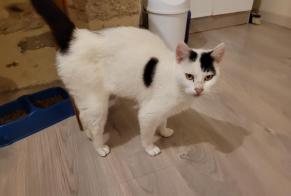 Discovery alert Cat Male Fromental France