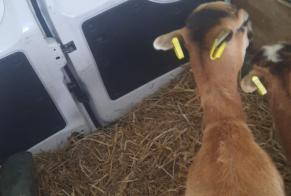 Disappearance alert Goat Female , 2024 years Sainte-Marie-de-Gosse France