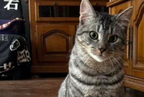 Disappearance alert Cat Male , 1 years Saint-Julien-sur-Cher France