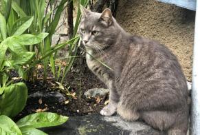 Disappearance alert Cat Male , 12 years Saint-Cyr-sur-Loire France