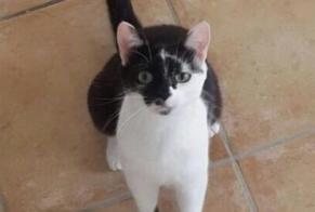 Disappearance alert Cat  Male , 9 years Crassier Switzerland