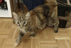 Discovery alert Cat  Female , Between 9 and 12 months Bardonnex Switzerland