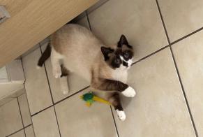 Disappearance alert Cat miscegenation Male , 1 years Mareuil-sur-Cher France