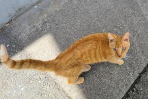 Discovery alert Cat Unknown Vevey Switzerland