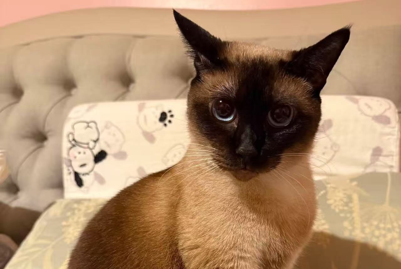 Cat Gone in Ballyjamesduff, Cavan (, Ireland)  - disappearance  Pet Alert  alert #373927