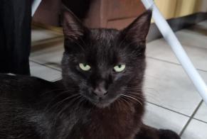 Alerta de Desaparición Gato  Macho , 3 años Grono Suiza