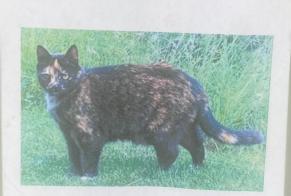 Alerta de Desaparición Gato Hembra , 16 años Champéry Suiza