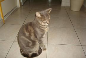 Alerta de Desaparición Gato  Macho , 2 años Le Beausset Francia