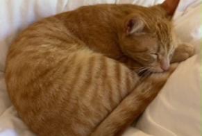 Alerta de Desaparición Gato  Hembra , 1 años Saint-Raphaël Francia