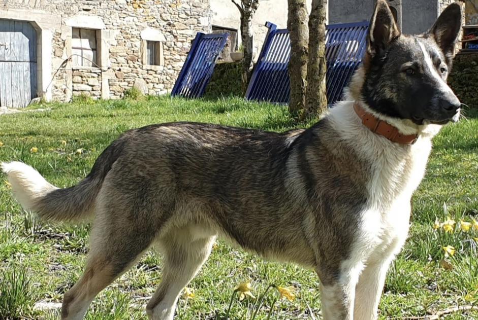 Vermësstemeldung Hond kräizung Männlech , 5 joer Colombies France
