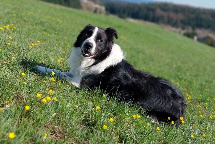 Vermësstemeldung Hond  Männlech , 13 joer Nanchez France