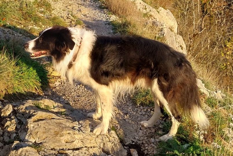 Vermësstemeldung Hond  Männlech , 13 joer Nanchez France