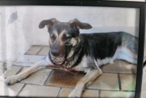 Vermësstemeldung Hond  Weiblech , 16 joer Cléguer France