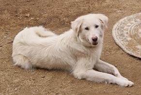 Vermësstemeldung Hond  Weiblech , 3 joer Belgodère France