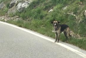 Fundmeldung Hond Onbekannt Saint-Martin Suisse