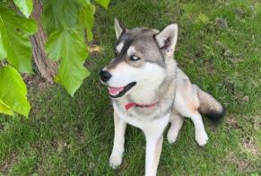 Verdwijningsalarm Hond  Mannetje , 2 jaar Saint-Laurent-de-Mure Frankrijk