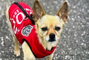 Verdwijningsalarm Hond  Vrouwtje , 7 jaar Ponte Portugal
