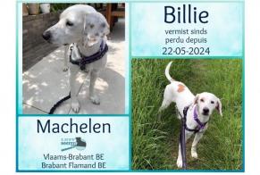 Verdwijningsalarm Hond rassenvermenging Mannetje , 6 jaar Bruxelles België