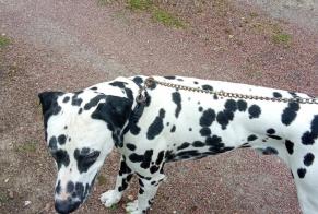Ontdekkingsalarm Hond  Mannetje Blasimon Frankrijk
