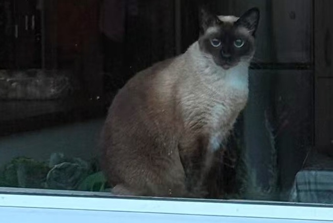 Kat Vermist in Ballyjamesduff, Cavan (, Ierland)  - Verdwijning Pet Alert melding nr. 373927