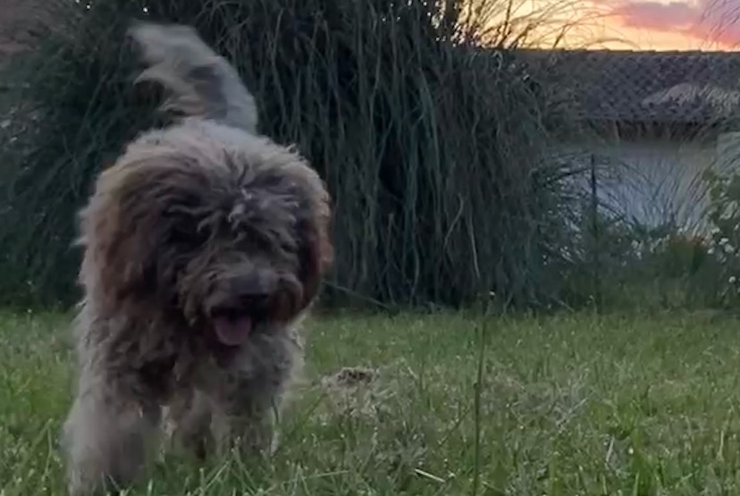 Alerta desaparecimento Cão  Fêmea , 1 anos Puyoo France
