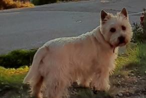 Alerta desaparecimento Cão  Macho , 6 anos La Seyne-sur-Mer France