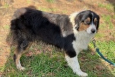 Alerta desaparecimento Cão  Fêmea , 1 anos Domfront-en-Champagne France